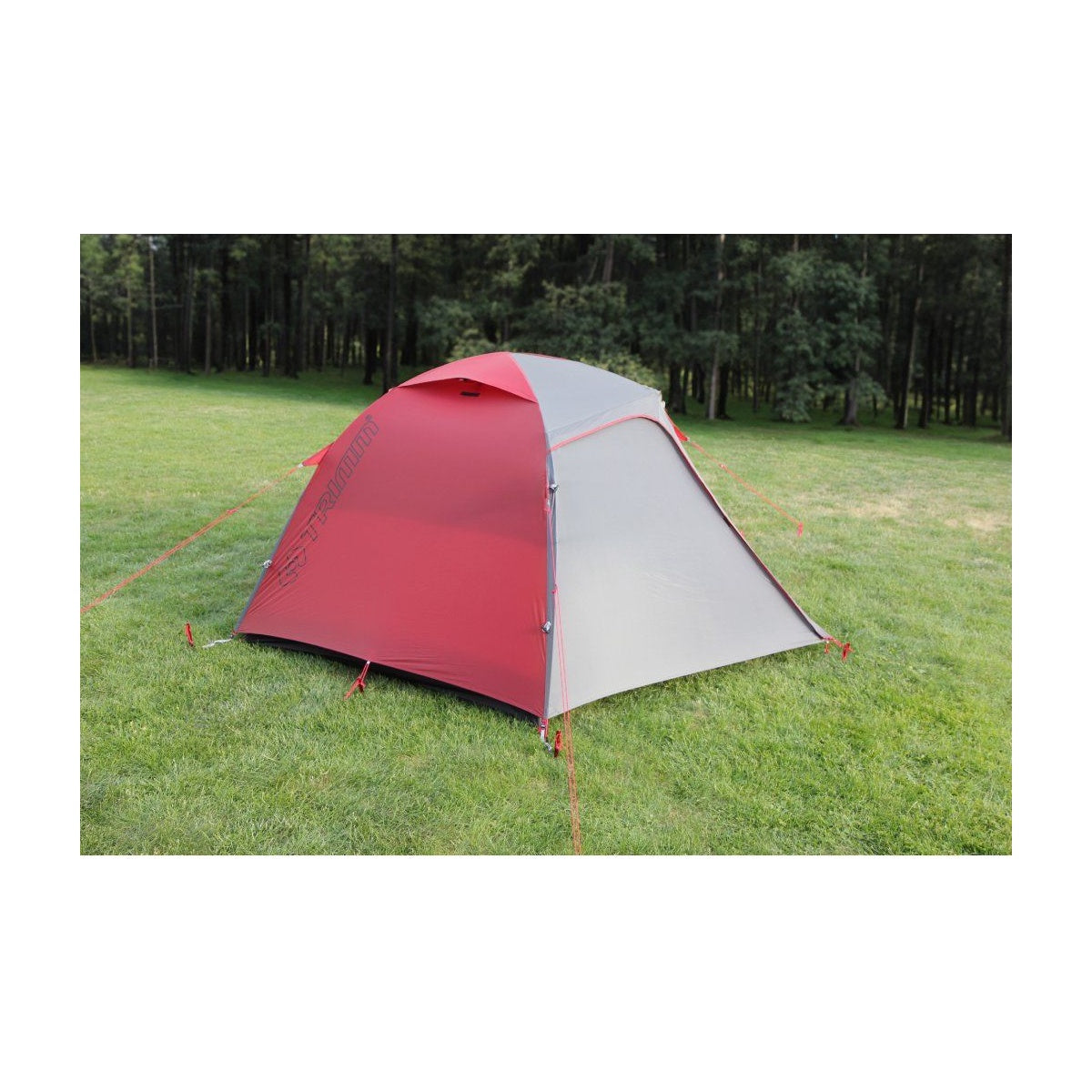 Cort Trimm Vector Dsl Bordo/ Grey